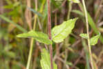 Rough boneset